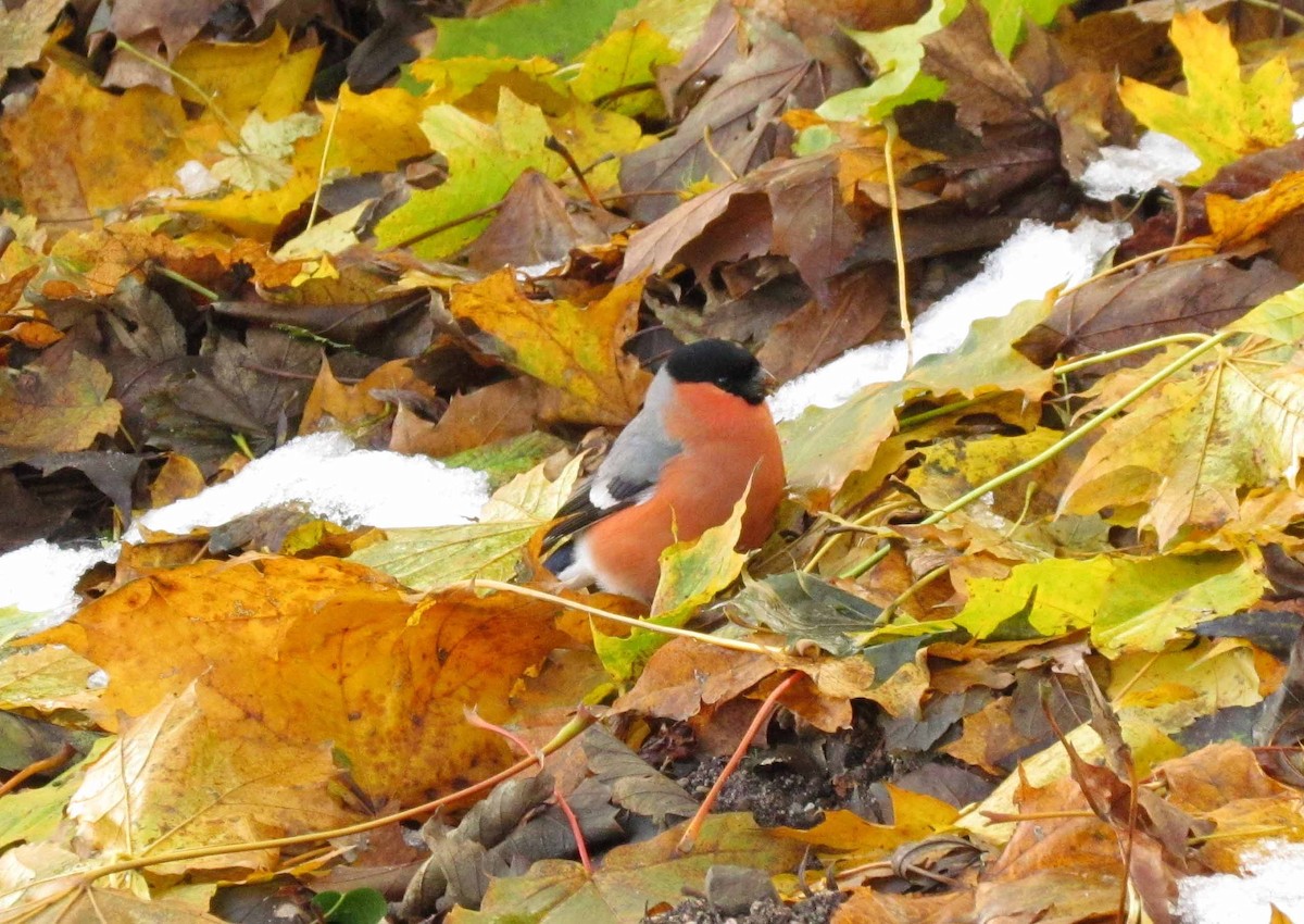 Şakrak - ML645191923