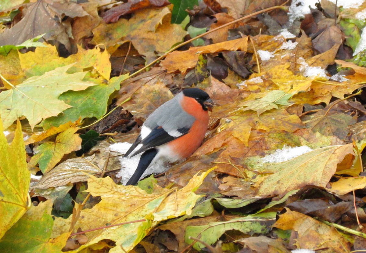Şakrak - ML645191924