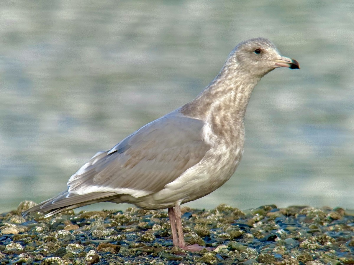 Buz Rengi Martı - ML645191925