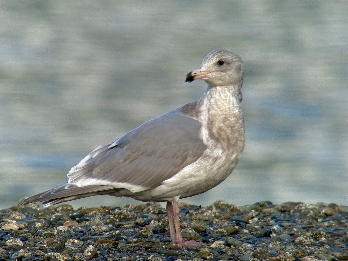 Buz Rengi Martı - ML645191926