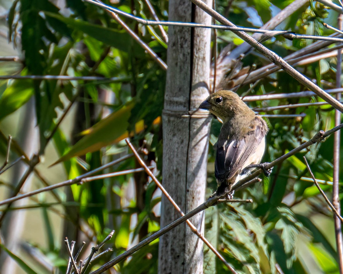 tanımsız Sporophila sp. - ML645191927