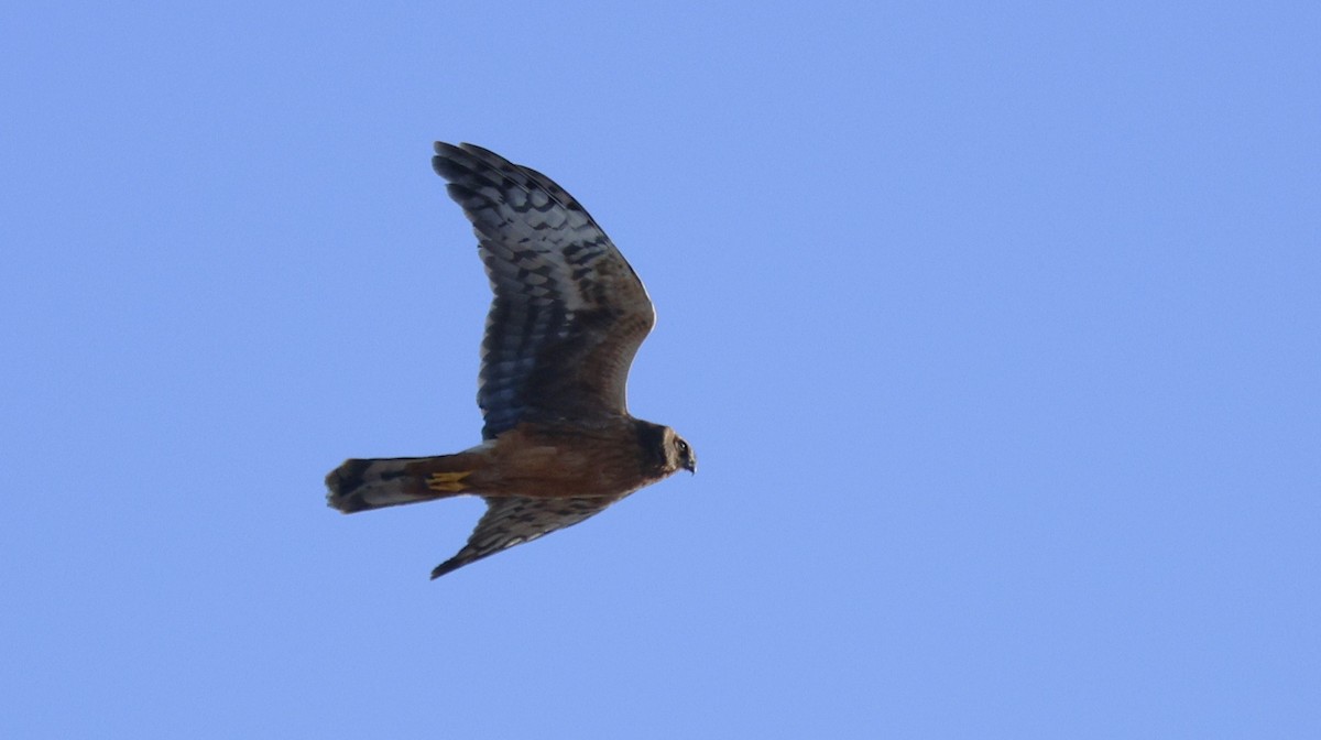 Amerika Delicesi - ML645191928