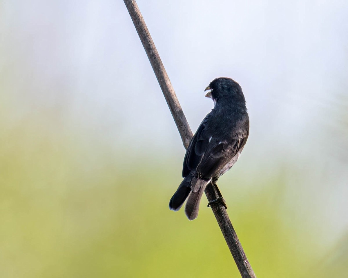 Çift Halkalı Tohumcul - ML645191929