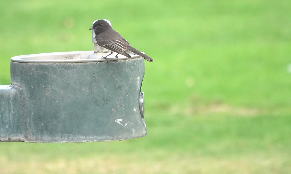 Kara Fibi - ML645191930