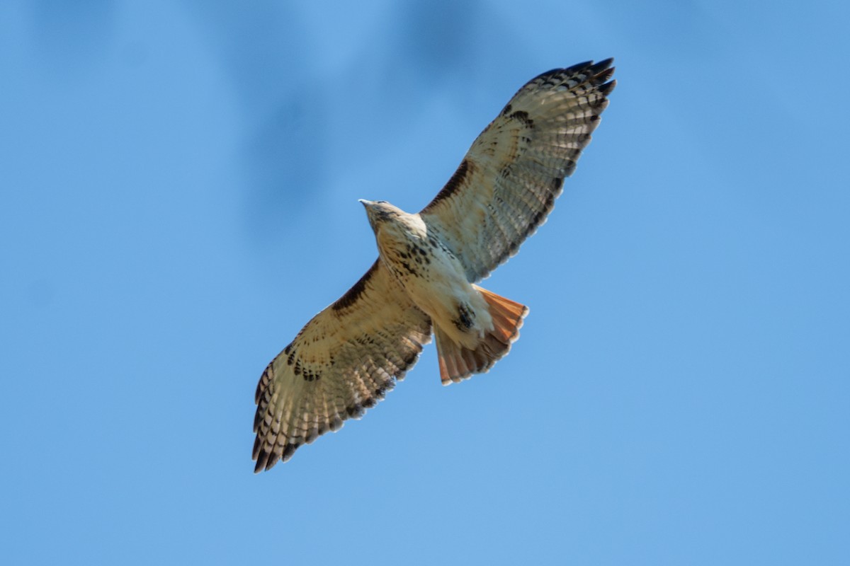 Kızıl Kuyruklu Şahin - ML645191931