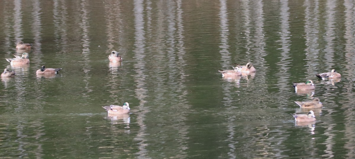 Amerika Fiyusu - ML645191932