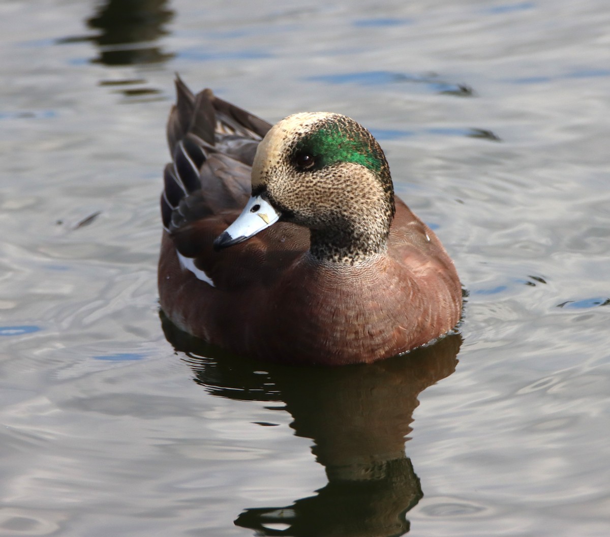 Amerika Fiyusu - ML645191933