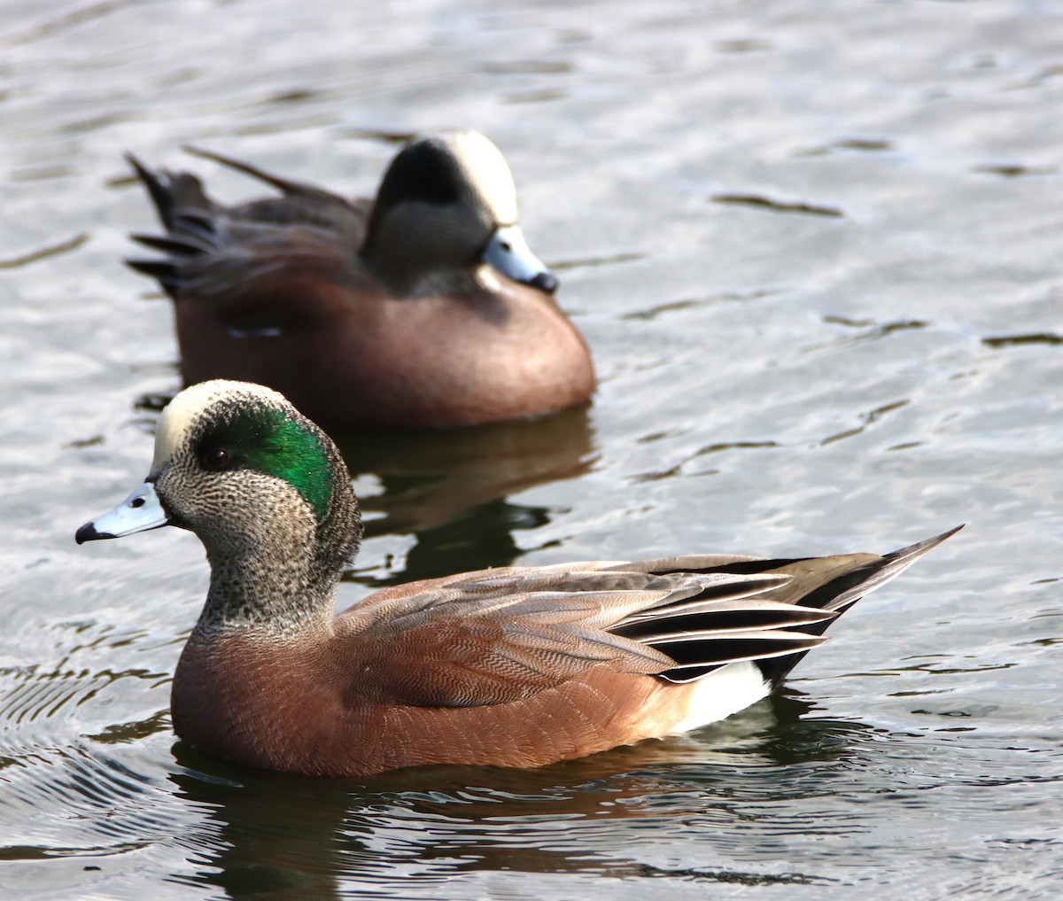 Amerika Fiyusu - ML645191934