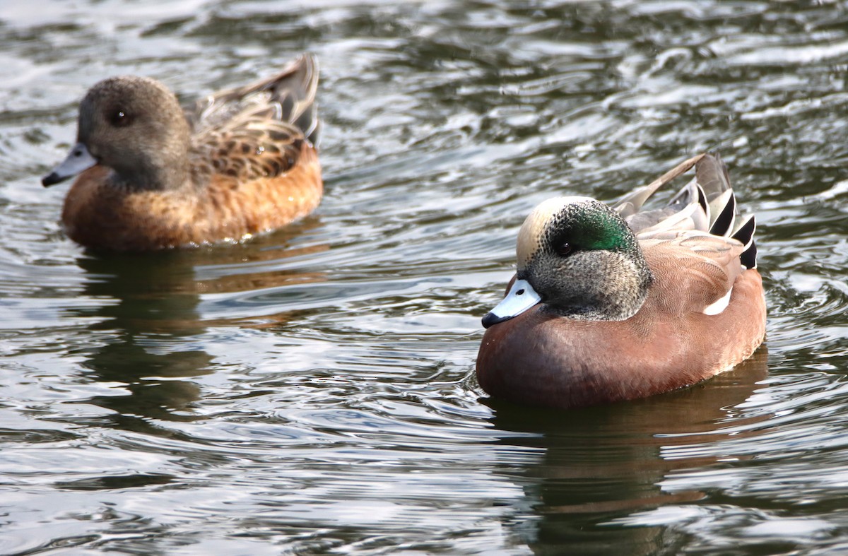 Amerika Fiyusu - ML645191935