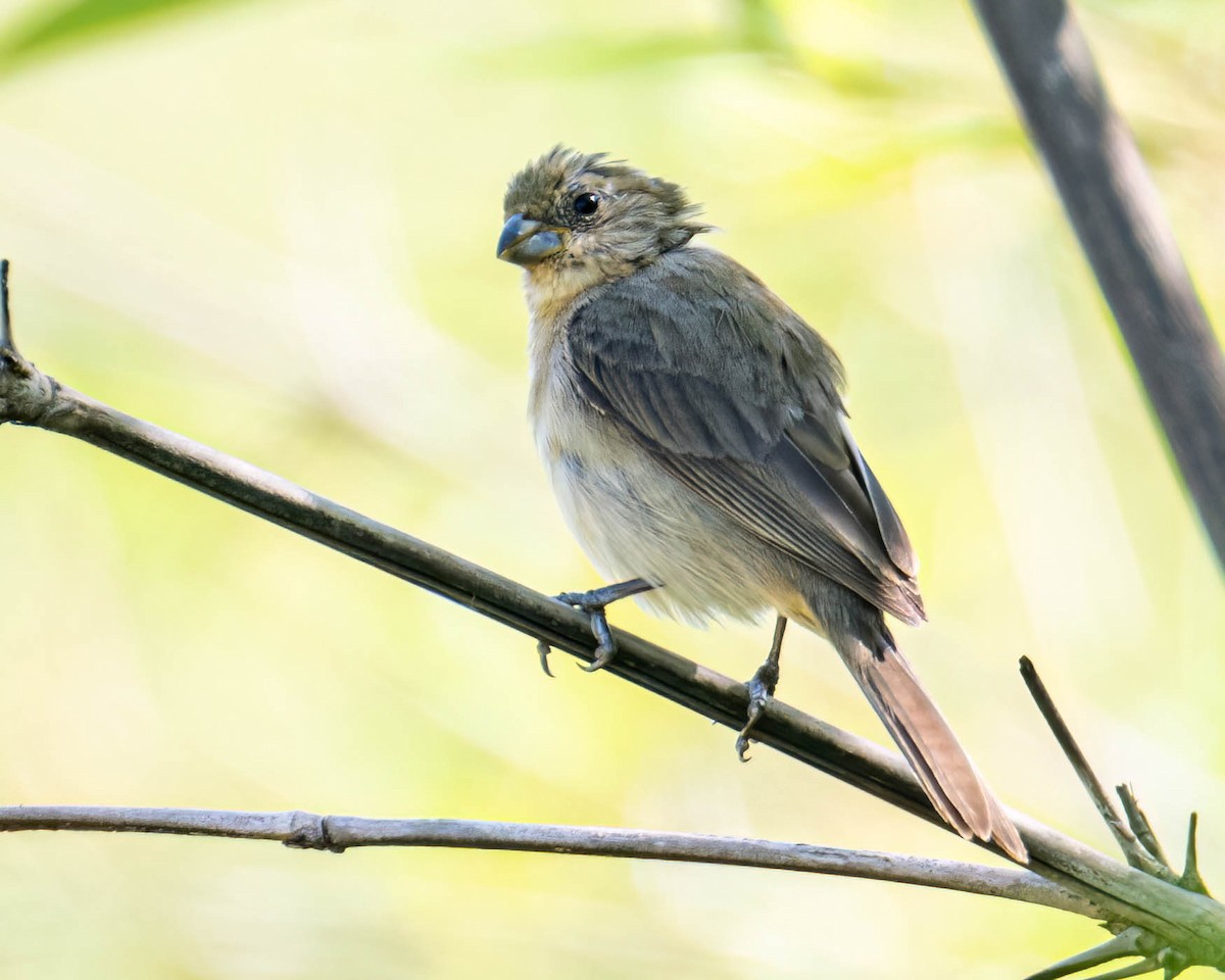 tanımsız Sporophila sp. - ML645191936