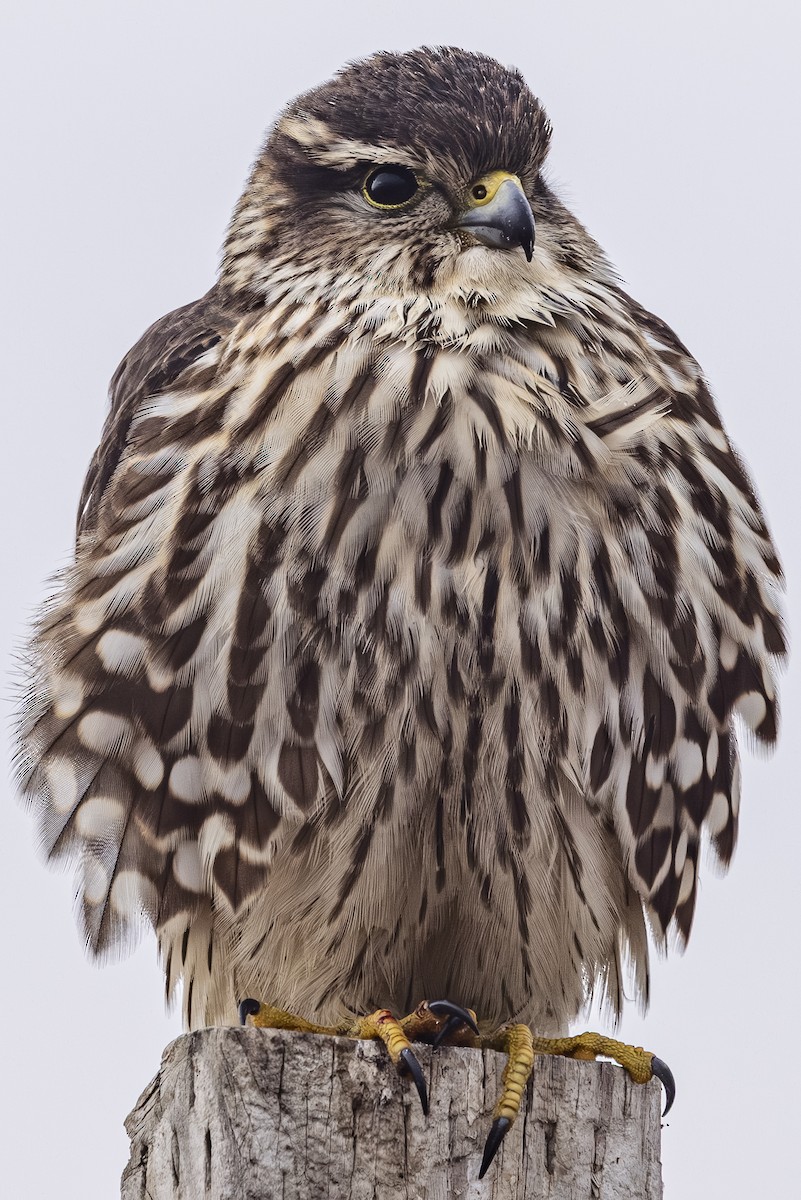 Boz Doğan - ML645191938