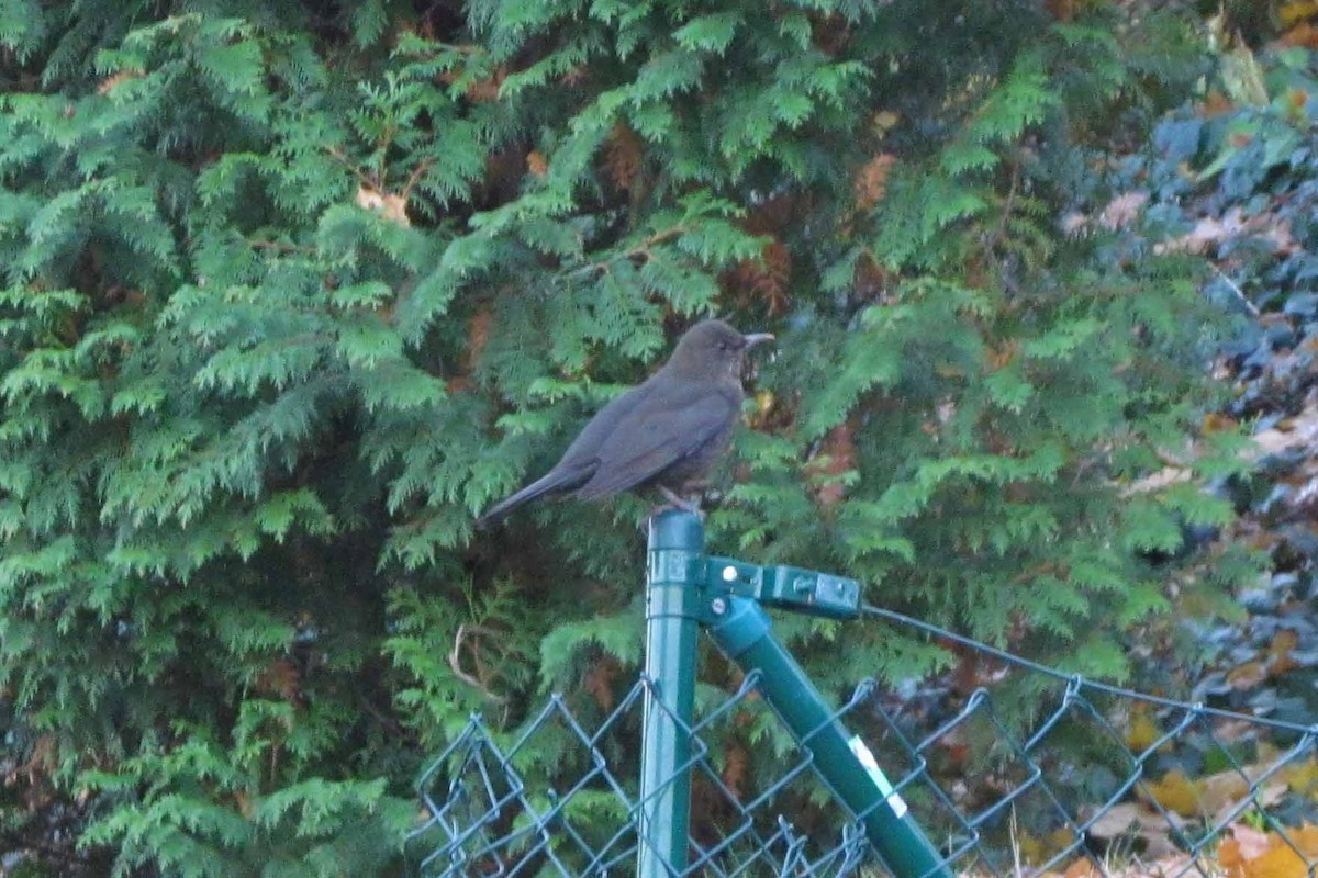 Karatavuk - ML645191939