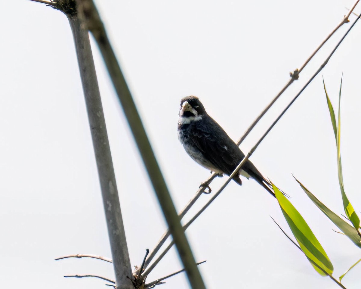 Çift Halkalı Tohumcul - ML645191940