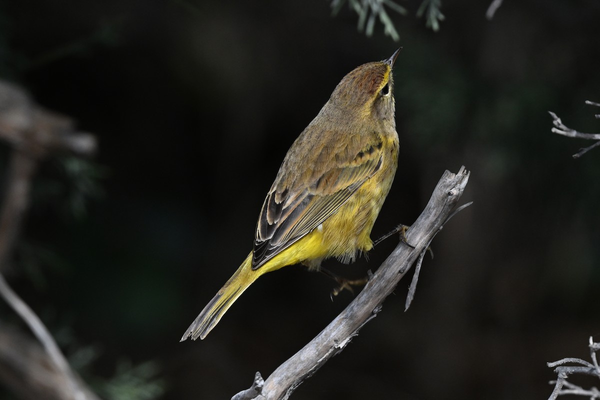 Palmiye Ötleğeni (hypochrysea) - ML645191941