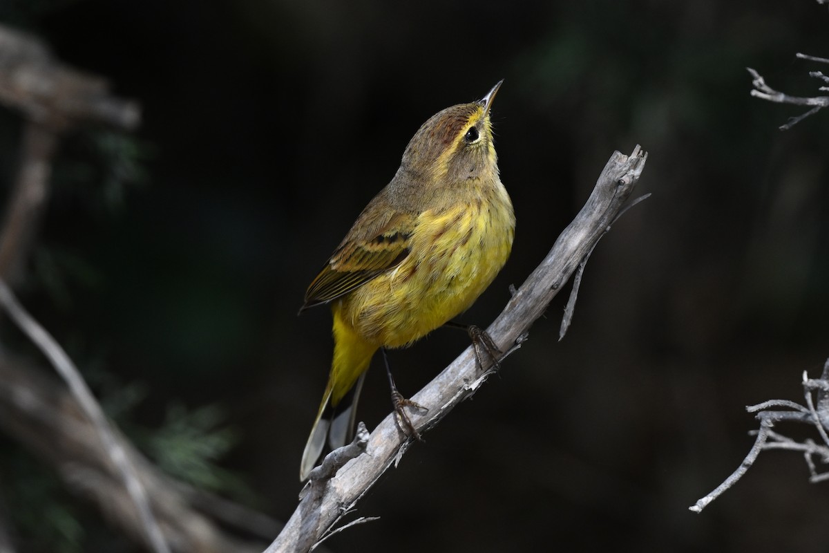Palmiye Ötleğeni (hypochrysea) - ML645191942