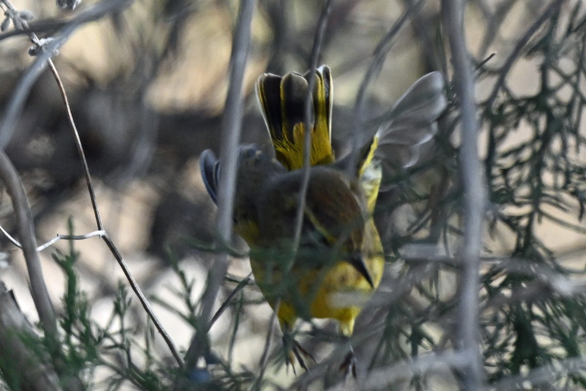 Palmiye Ötleğeni (hypochrysea) - ML645191943