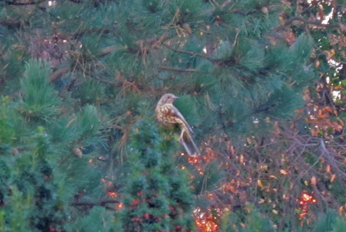 Ökse Ardıcı - ML645191944