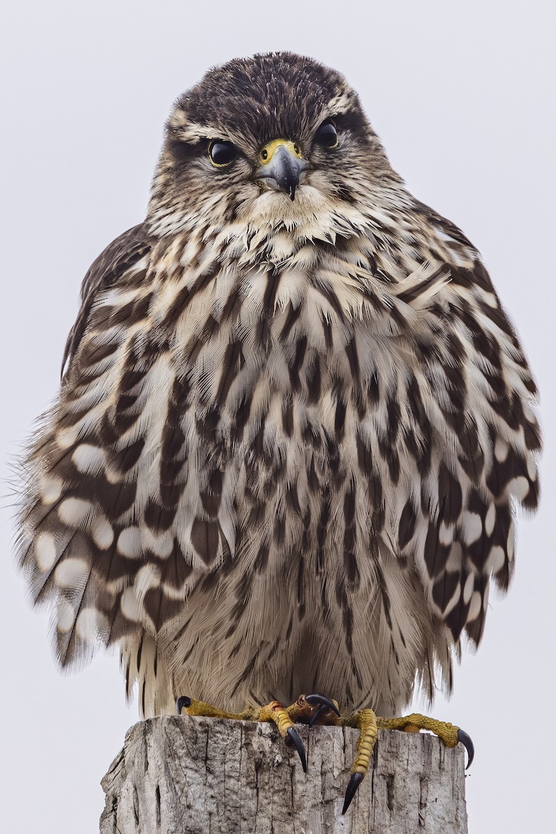 Boz Doğan - ML645191946