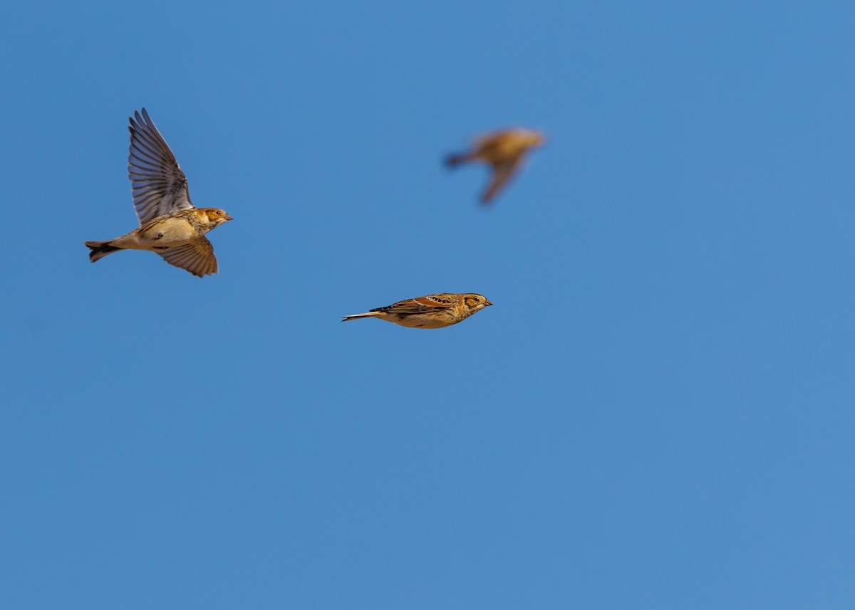 Подорожник лапландський - ML645191959