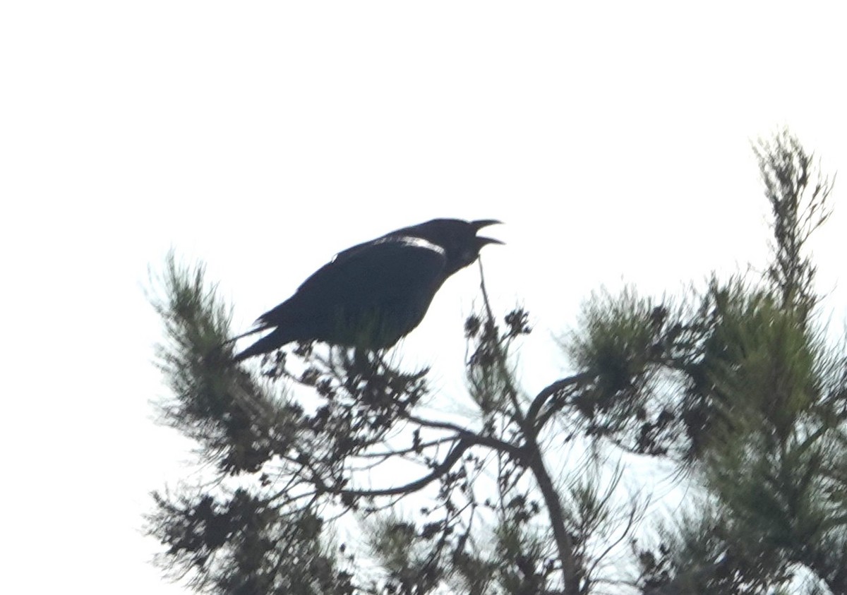 krkavec velký - ML645191971