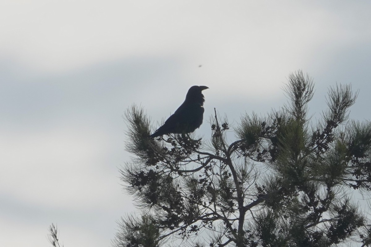 krkavec velký - ML645191972