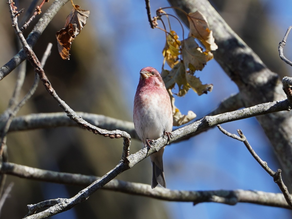 Purple Finch - ML645191974