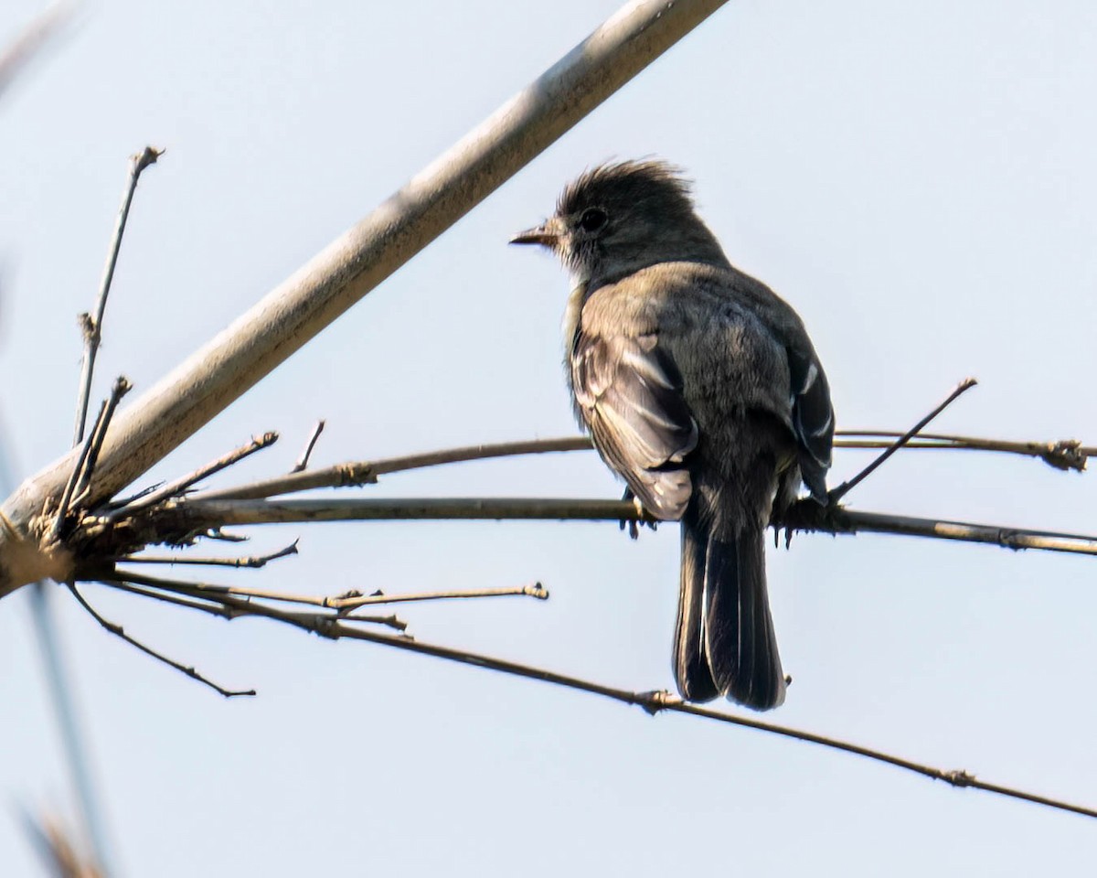 Желтобрюхая эления - ML645191979