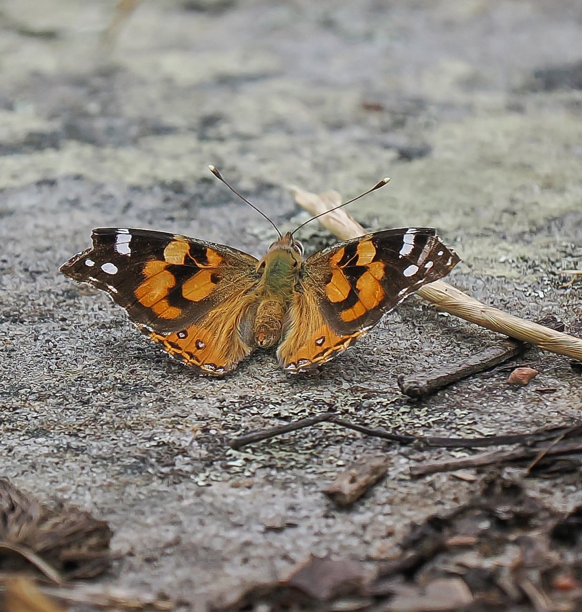 Animals - ML645191984