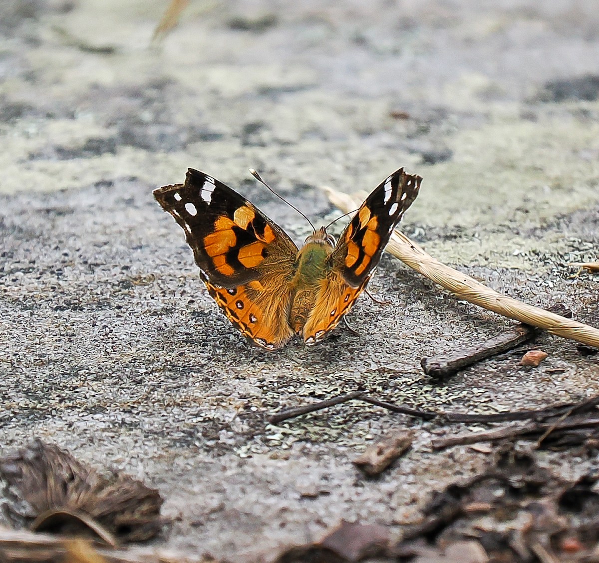 Animals - ML645191985