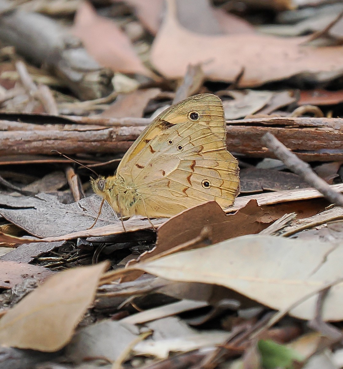 Animals - ML645191986