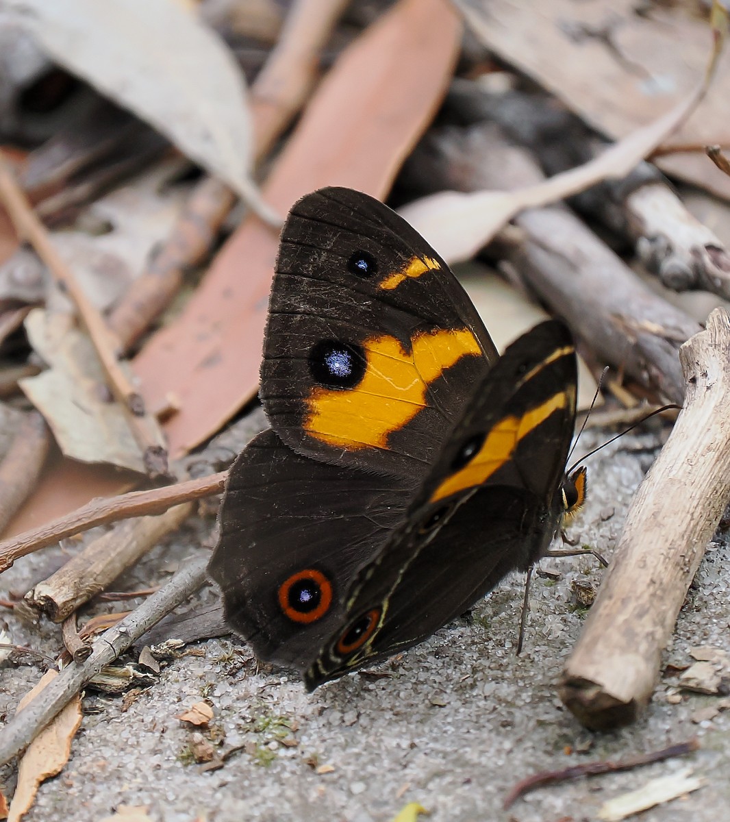 Animals - ML645191987