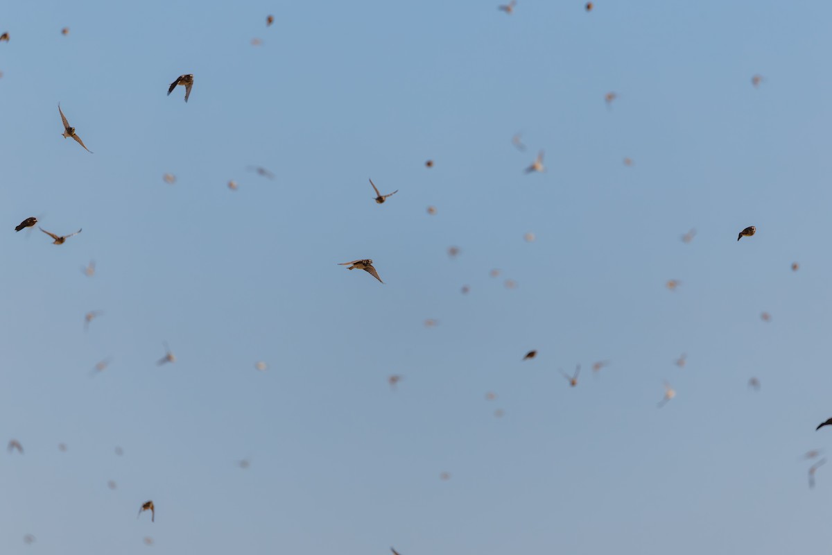 Подорожник лапландський - ML645192009