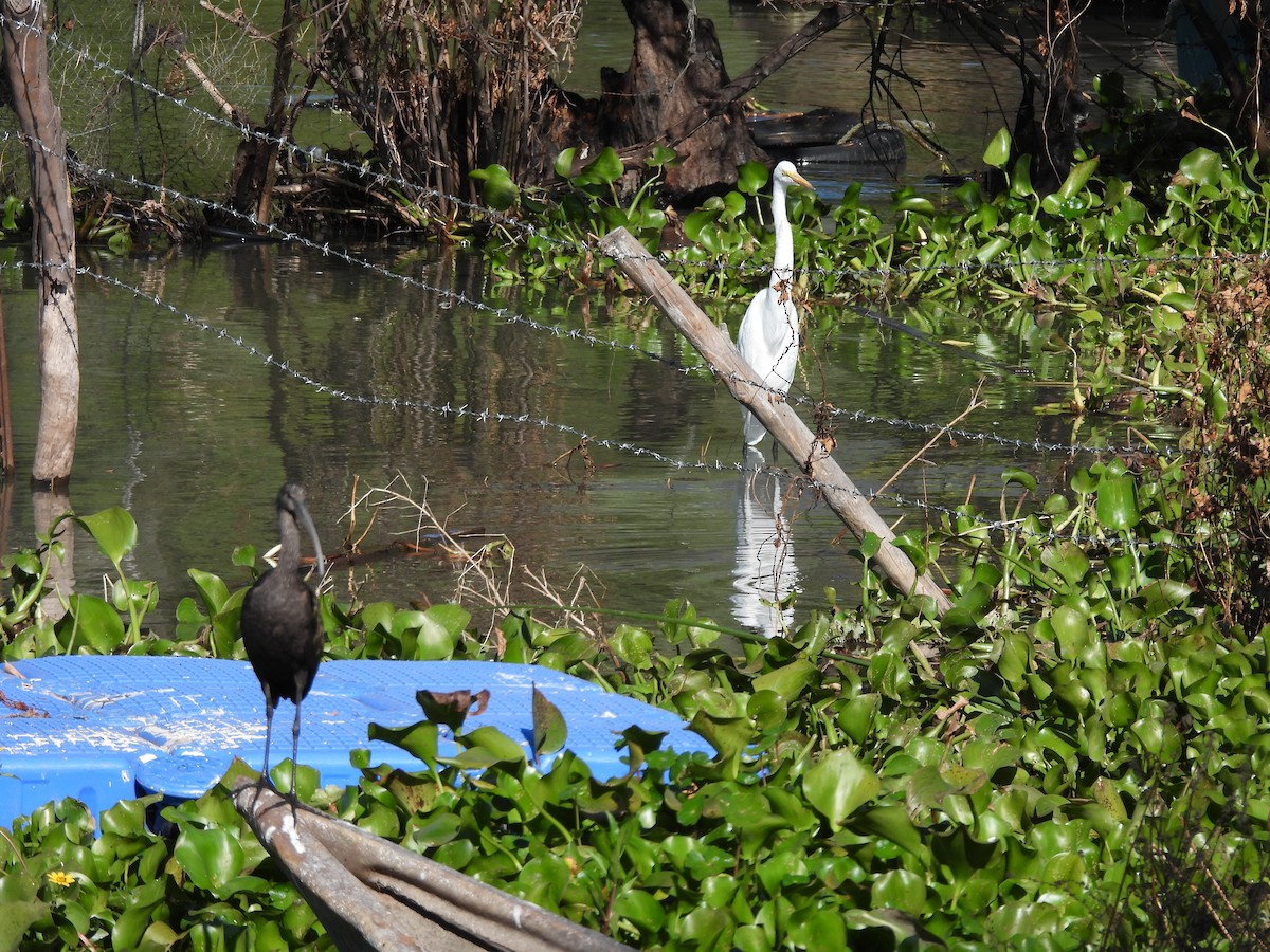 Garceta Grande - ML645192014