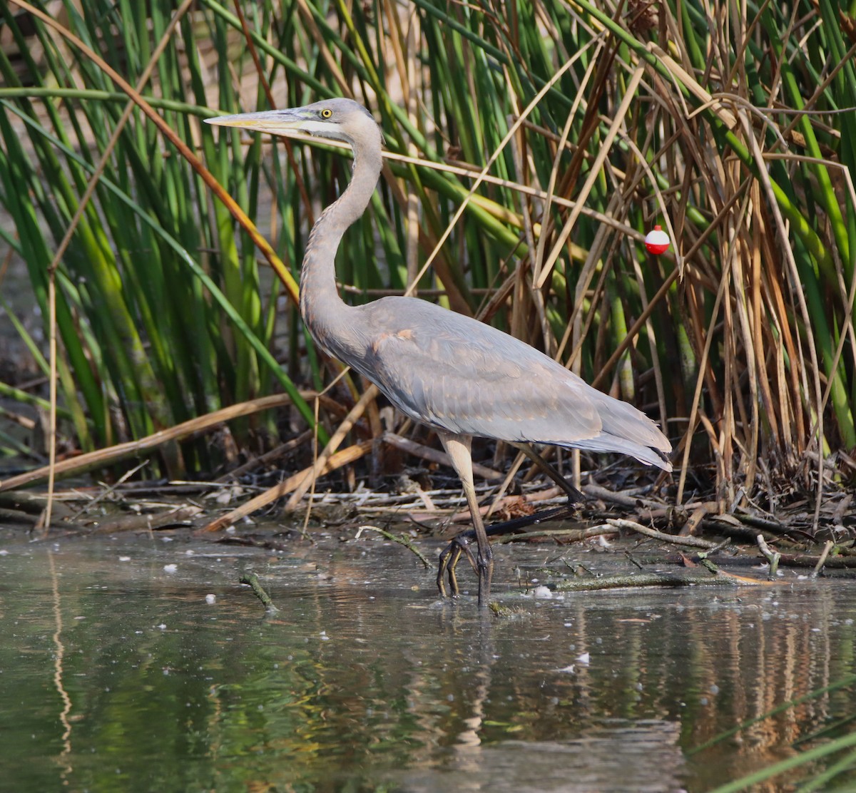 Garza Azulada - ML645192017