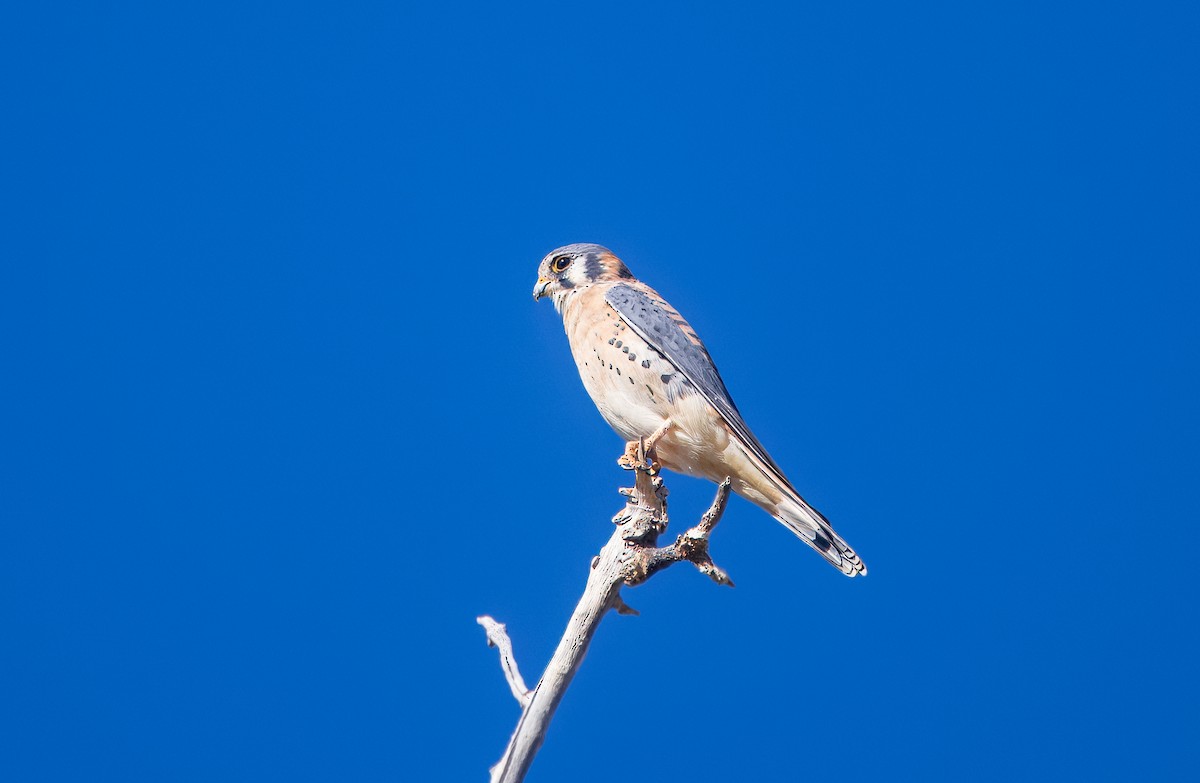 Cernícalo Americano - ML645192018