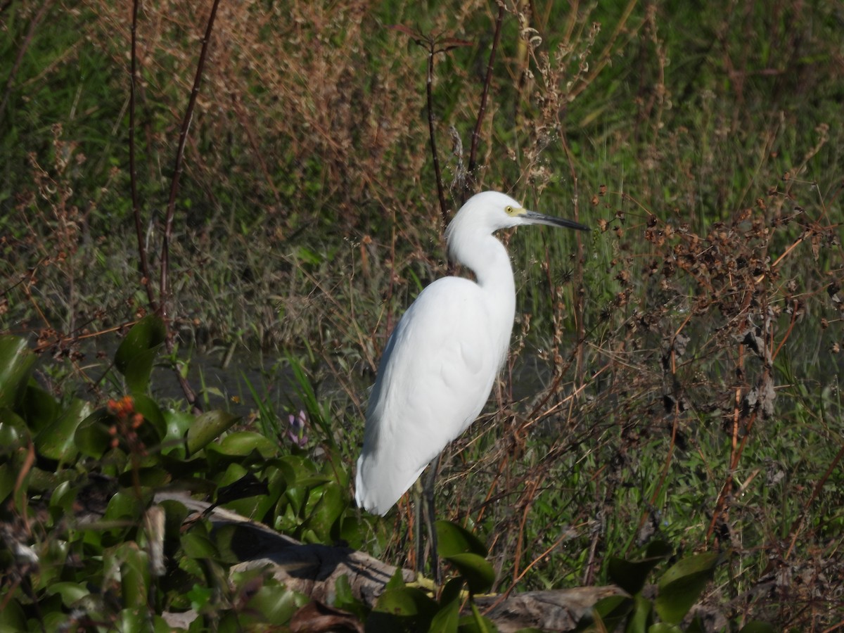 Garceta Nívea - ML645192019
