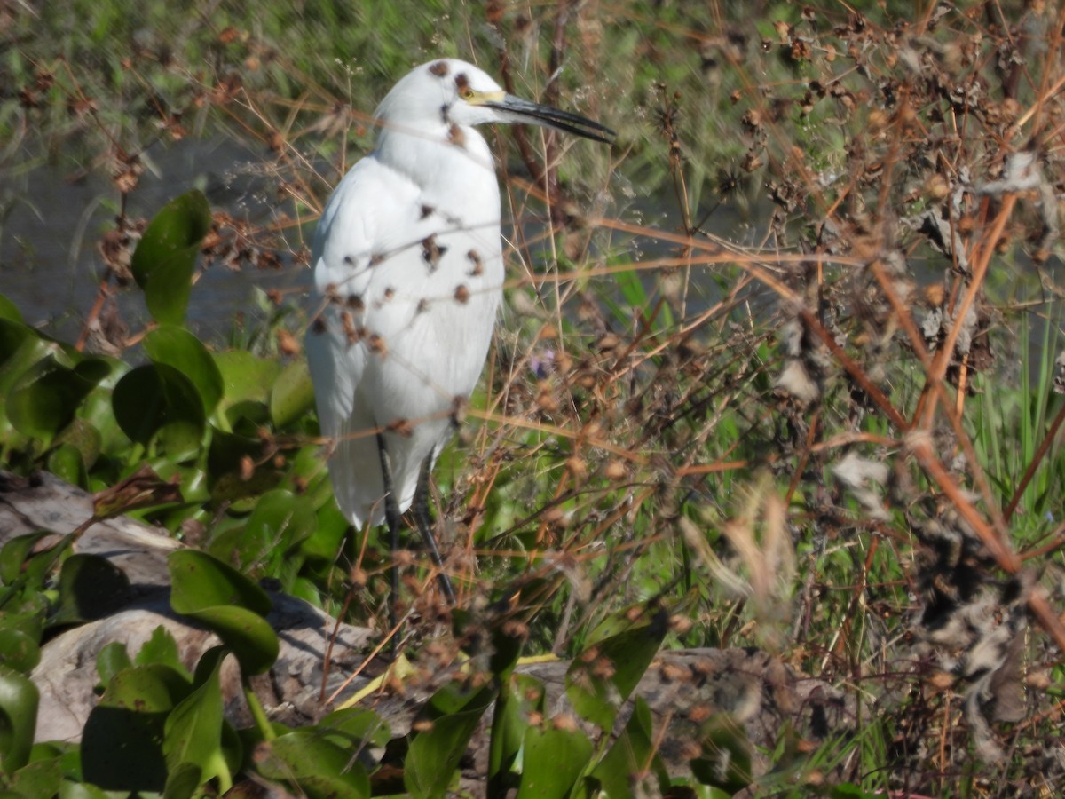 Garceta Nívea - ML645192020