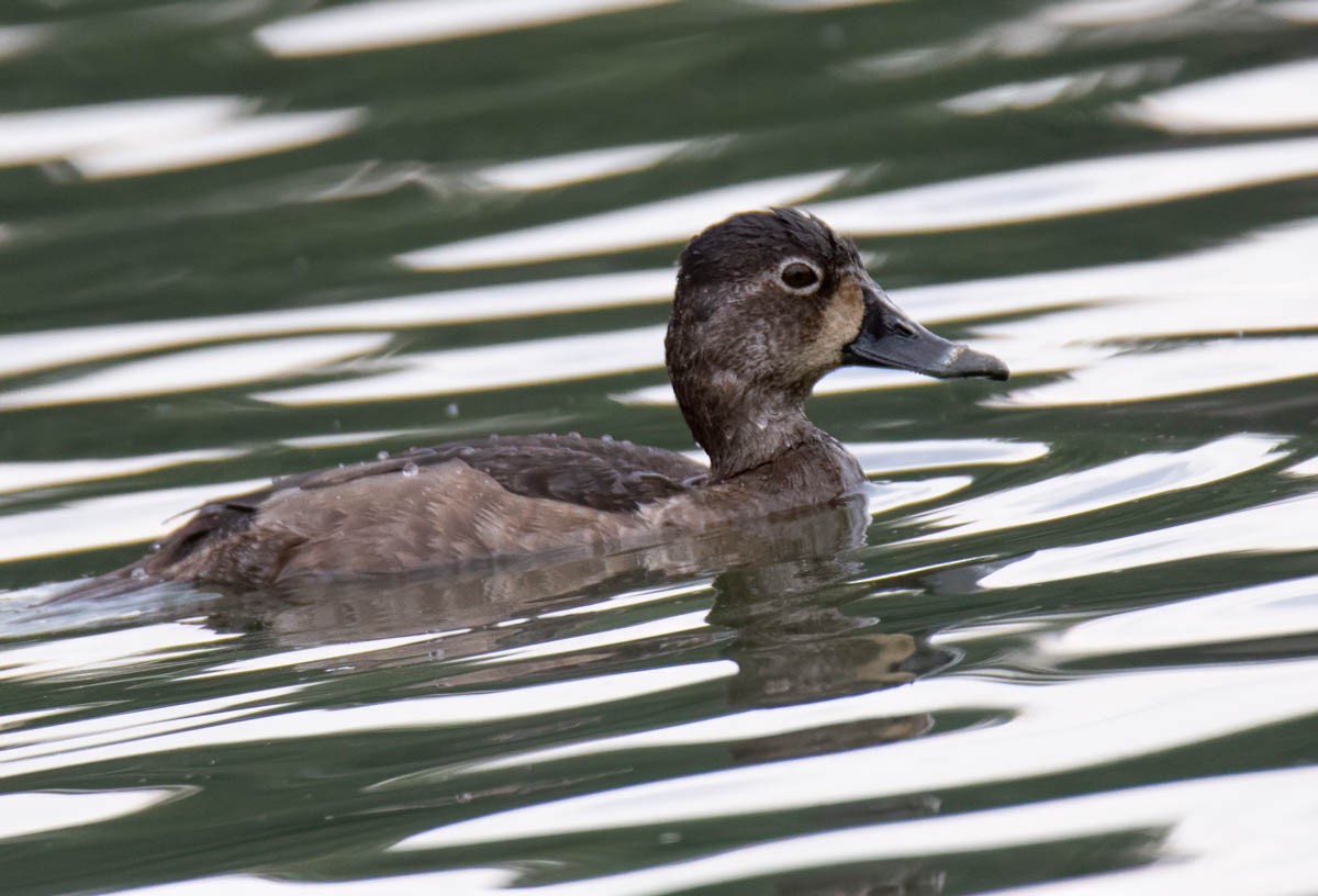 Porrón Acollarado - ML645192021