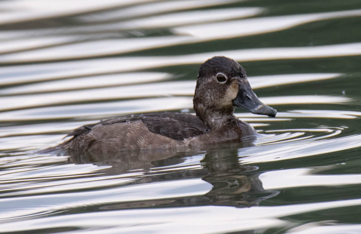 Porrón Acollarado - ML645192022