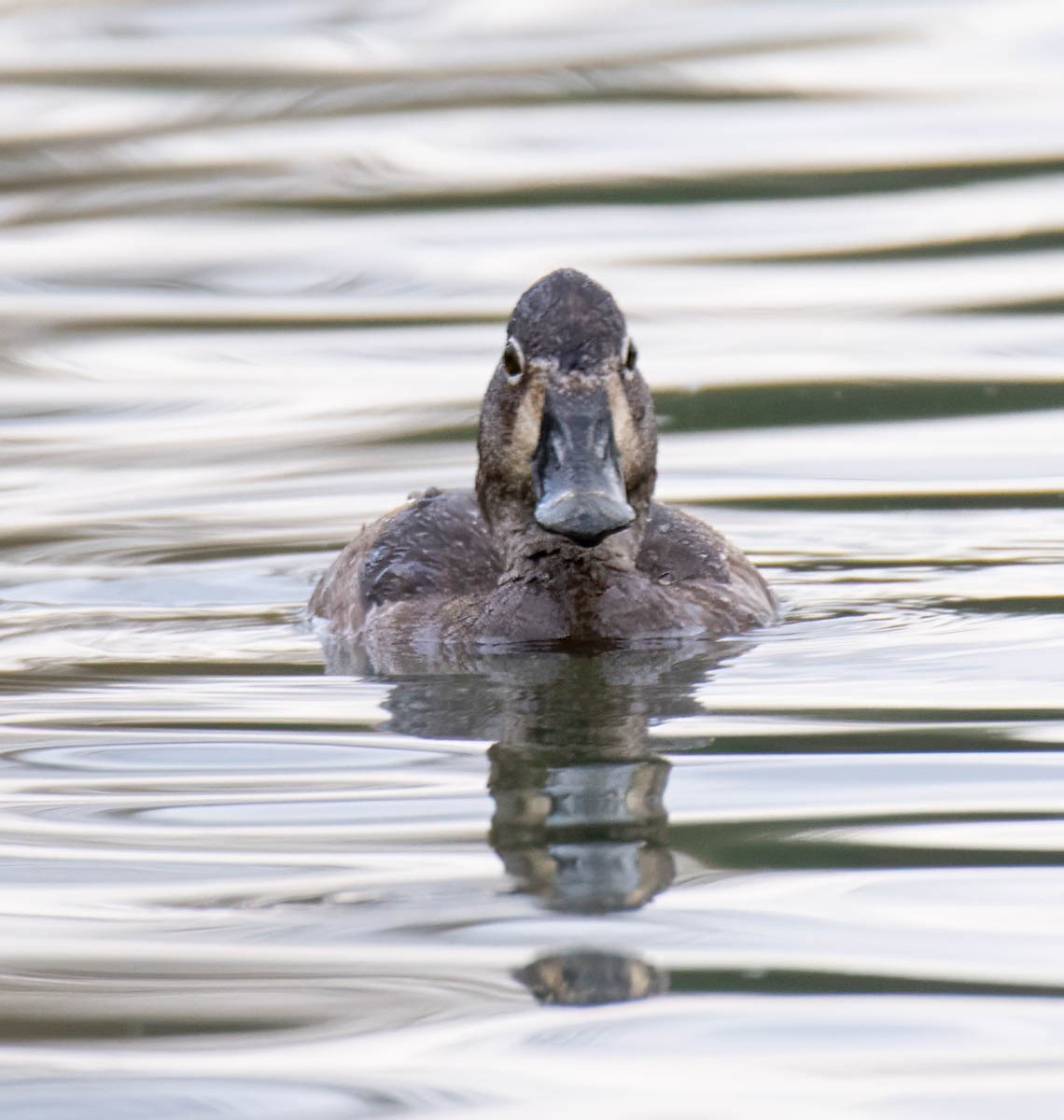 Porrón Acollarado - ML645192023