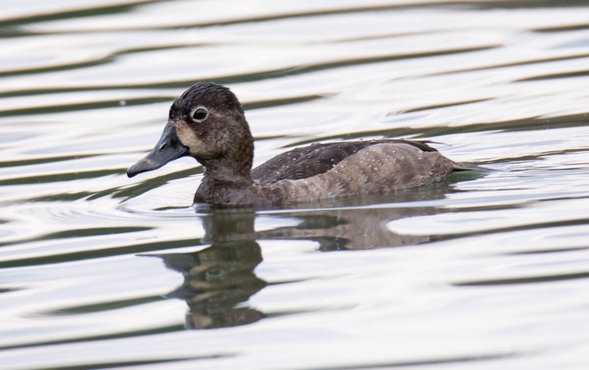 Porrón Acollarado - ML645192024
