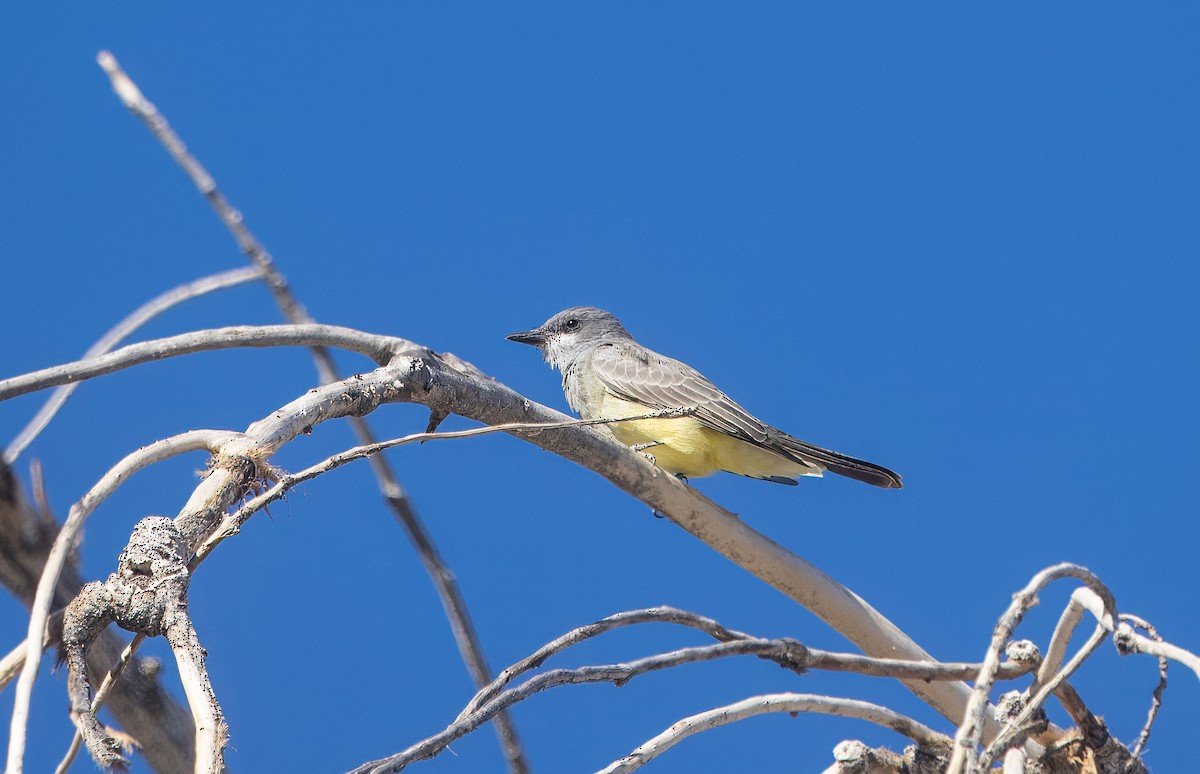 Tirano Gritón - ML645192025