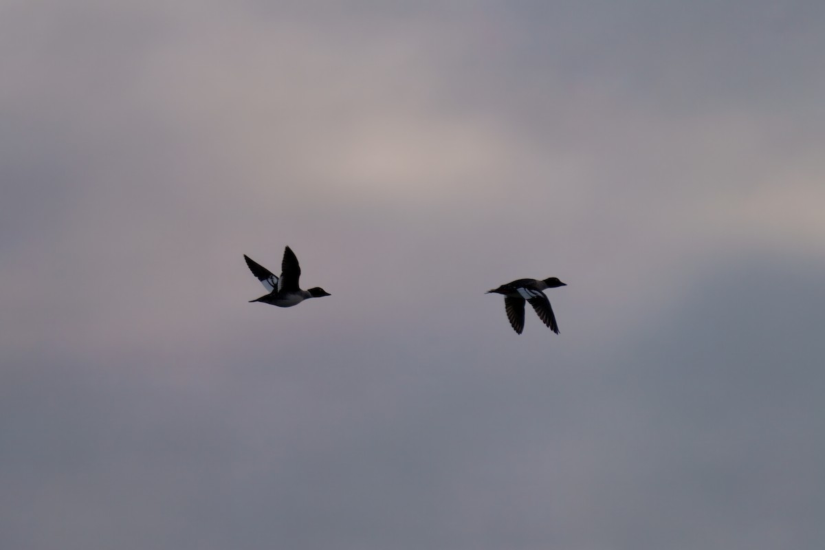 Porrón Osculado - ML645192026