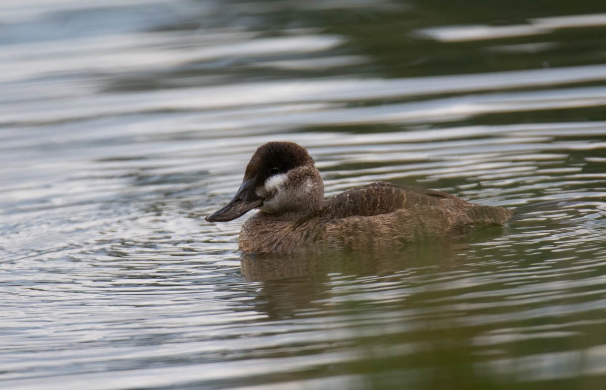 Malvasía Canela - ML645192031