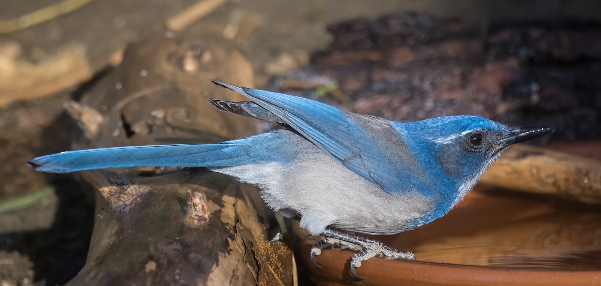 Chara Californiana - ML645192032