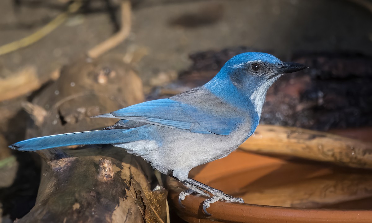 Chara Californiana - ML645192039