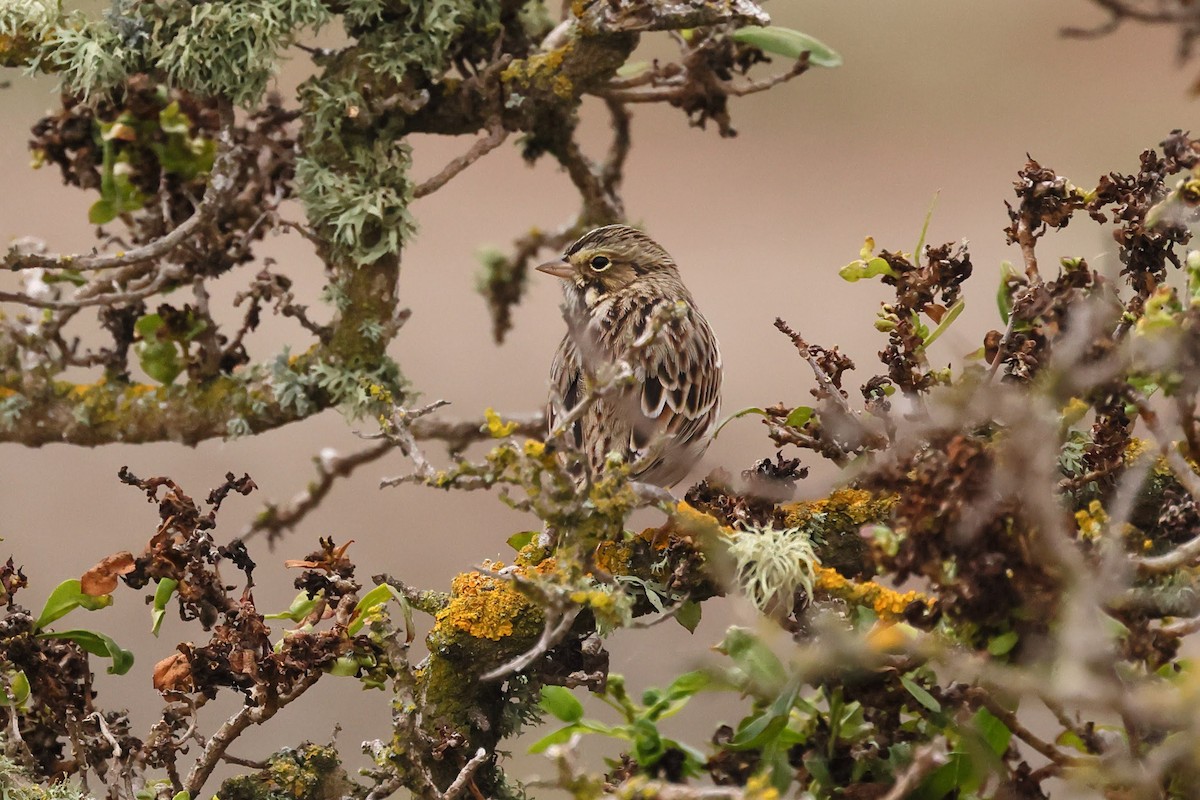 Chingolo Sabanero - ML645192040