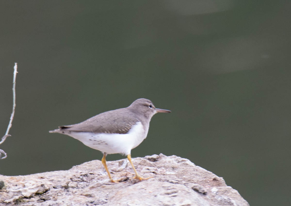 Andarríos Maculado - ML645192041