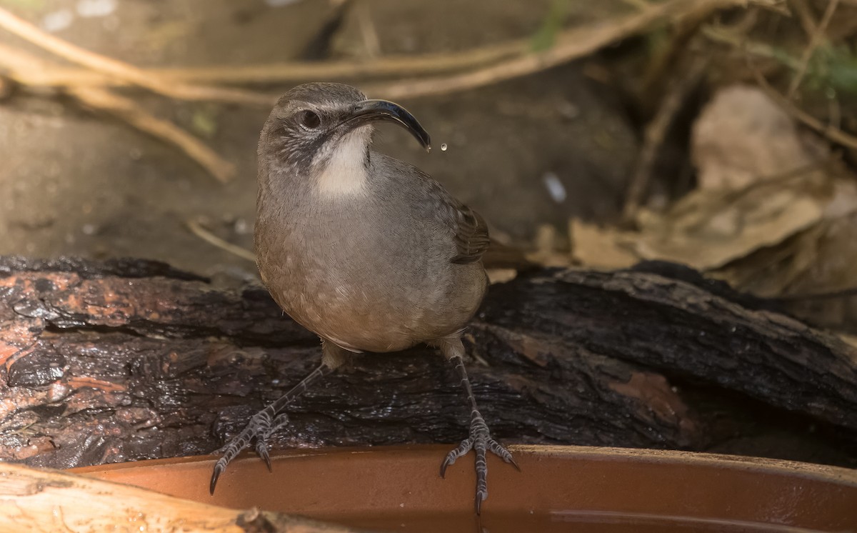 Cuitlacoche Californiano - ML645192043