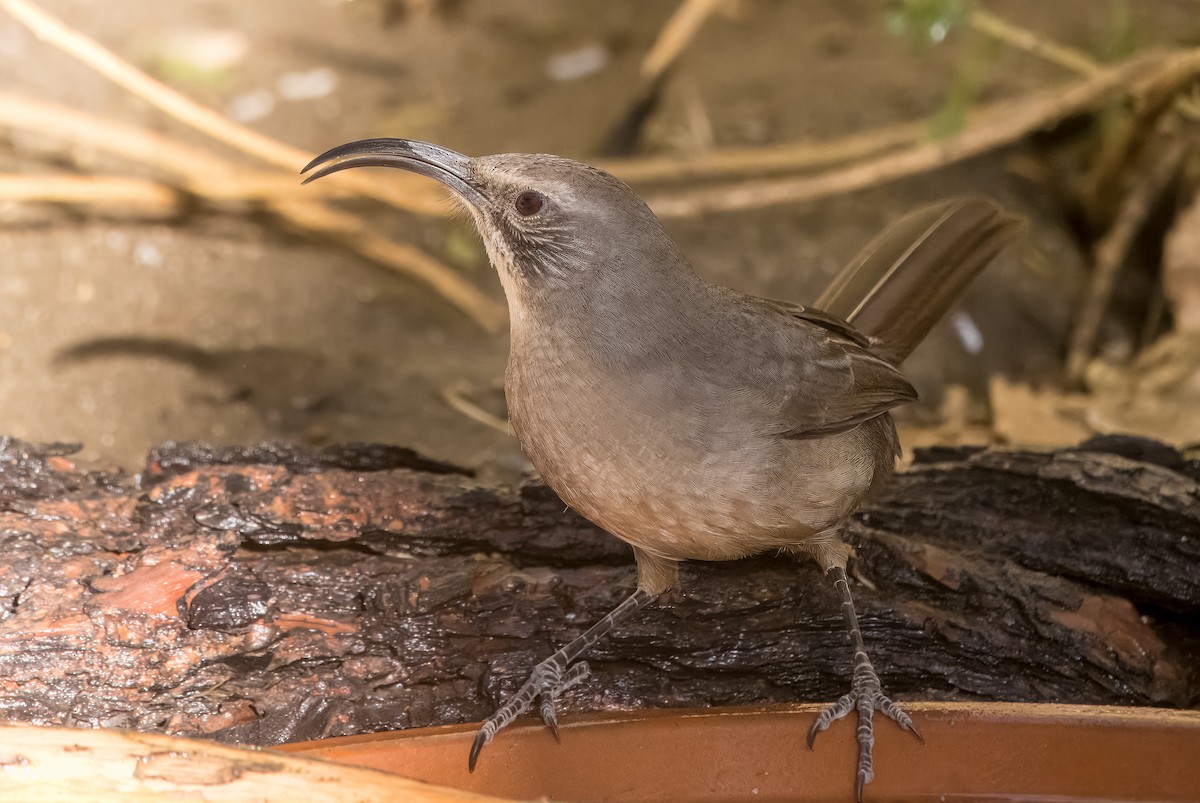 Cuitlacoche Californiano - ML645192044